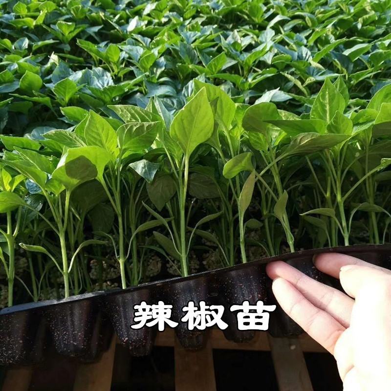 线椒苗，纯基质穴盘苗，苗场直供，基地专用，商品性强