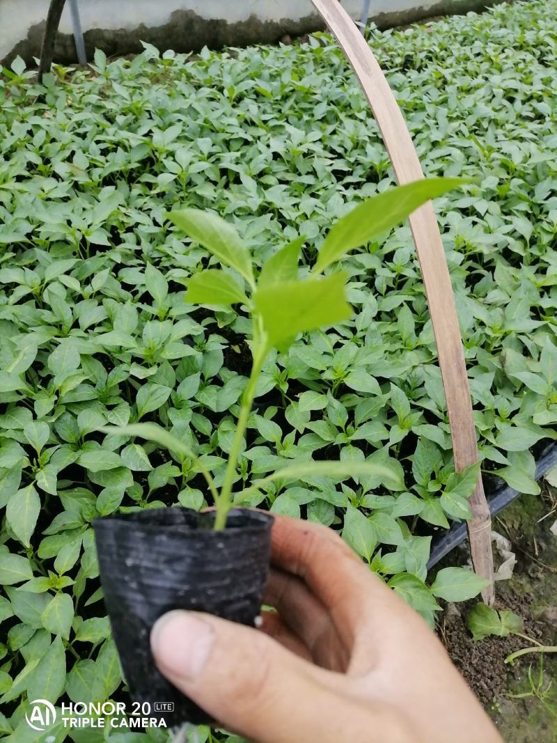 线椒苗，纯基质穴盘苗，苗场直供，基地专用，商品性强
