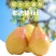 】烟台太婆梨大头梨软糯口感5斤装单果150g起
