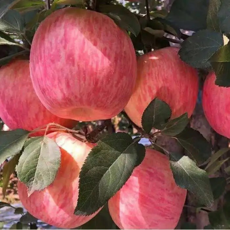 陕西红富士苹果，代发货