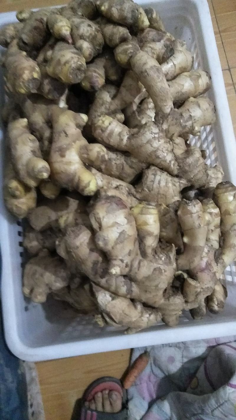 自己种的生姜风干大姜