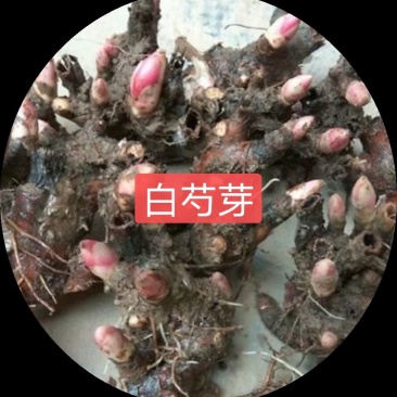 白芍适应性强，山坡丘凌林下均可种植