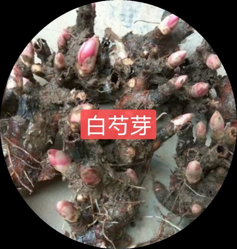 白芍适应性强，山坡丘凌林下均可种植