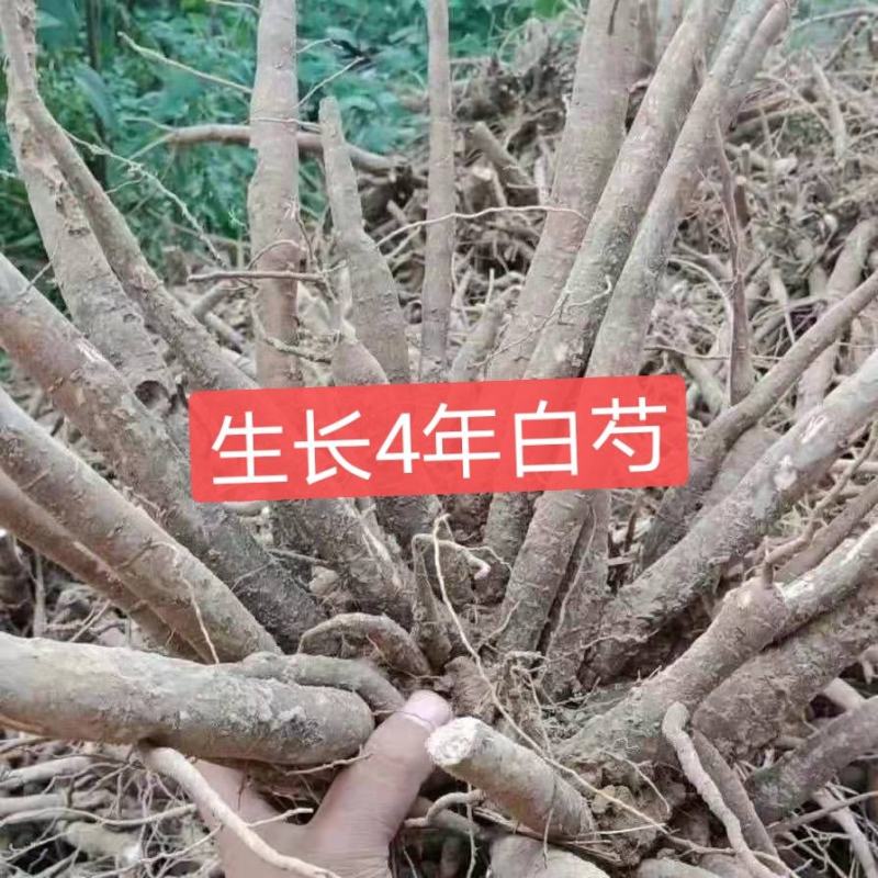 白芍适应性强，山坡丘凌林下均可种植