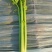 济宁优质西芹芹菜产地批发芹菜，一手货源代发全国各市场