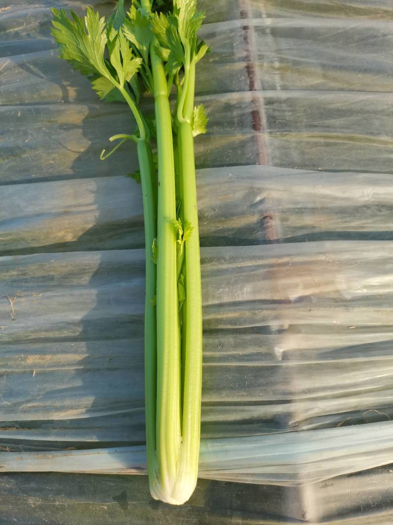 济宁优质西芹芹菜产地批发芹菜，一手货源代发全国各市场