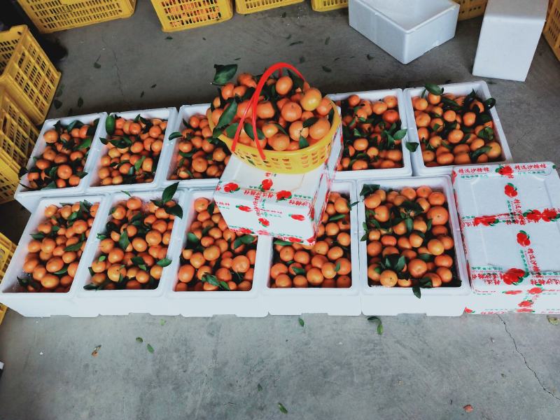 沙糖桔基地产地专业代砂糖桔基地招微商电商市场货具体详谈