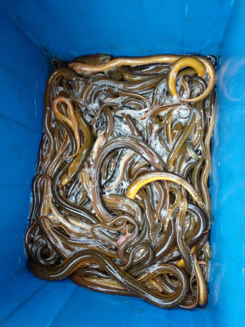 黄鳝苗，正大黄鳝苗，长势快，肉质好，无病毒，火爆出售中