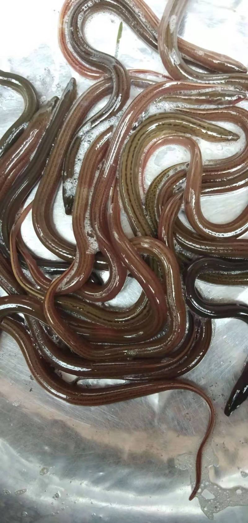 黄鳝苗，正大黄鳝苗，长势快，肉质好，无病毒，火爆出售中