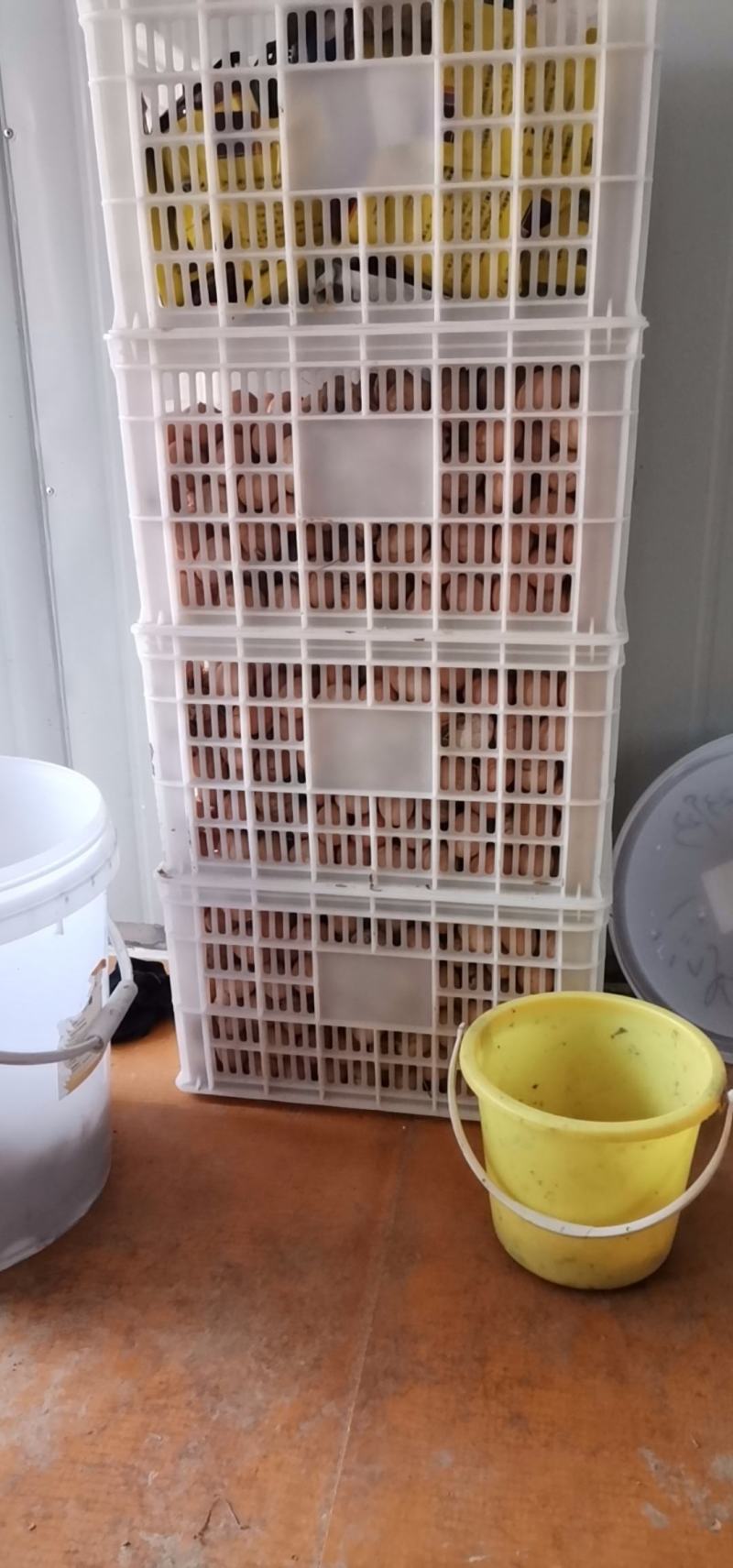 散养土鸡蛋（草鸡蛋）真诚的寻找合作方，如果有需要请联系