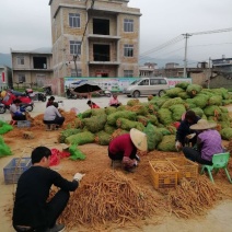 【1000亩基地直供】广西南药园百部，无硫烘干、量大从优