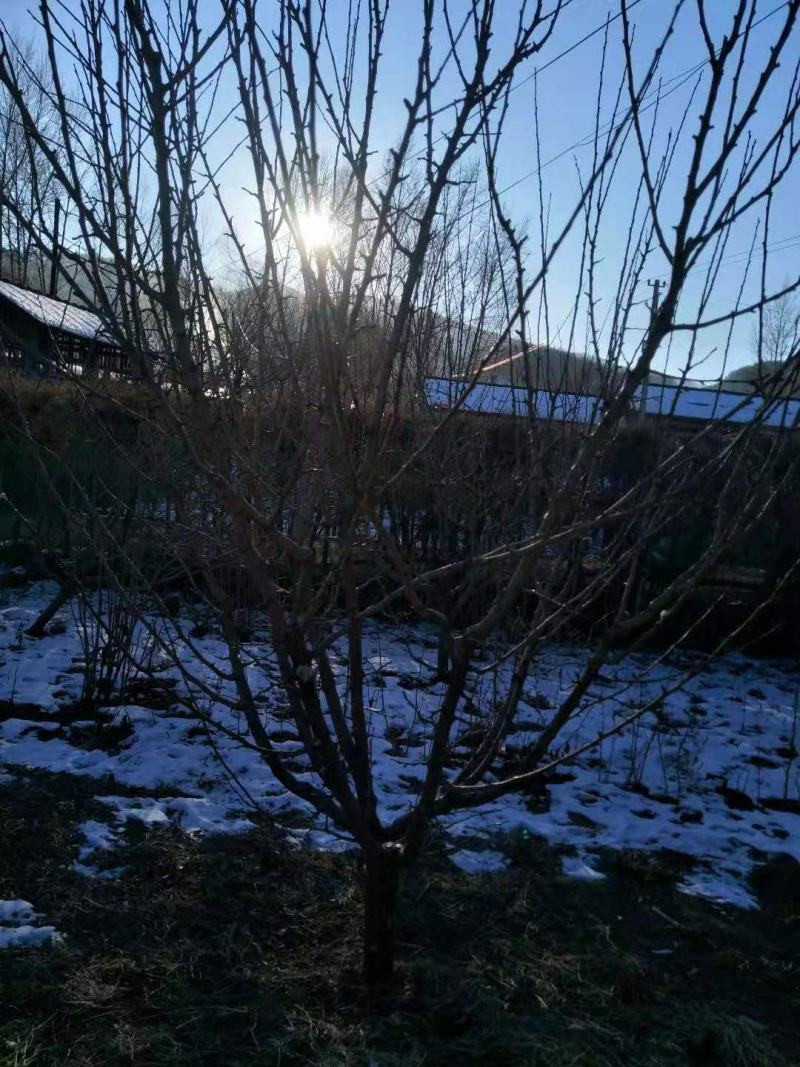 苗木种苗李子树绿化树形好