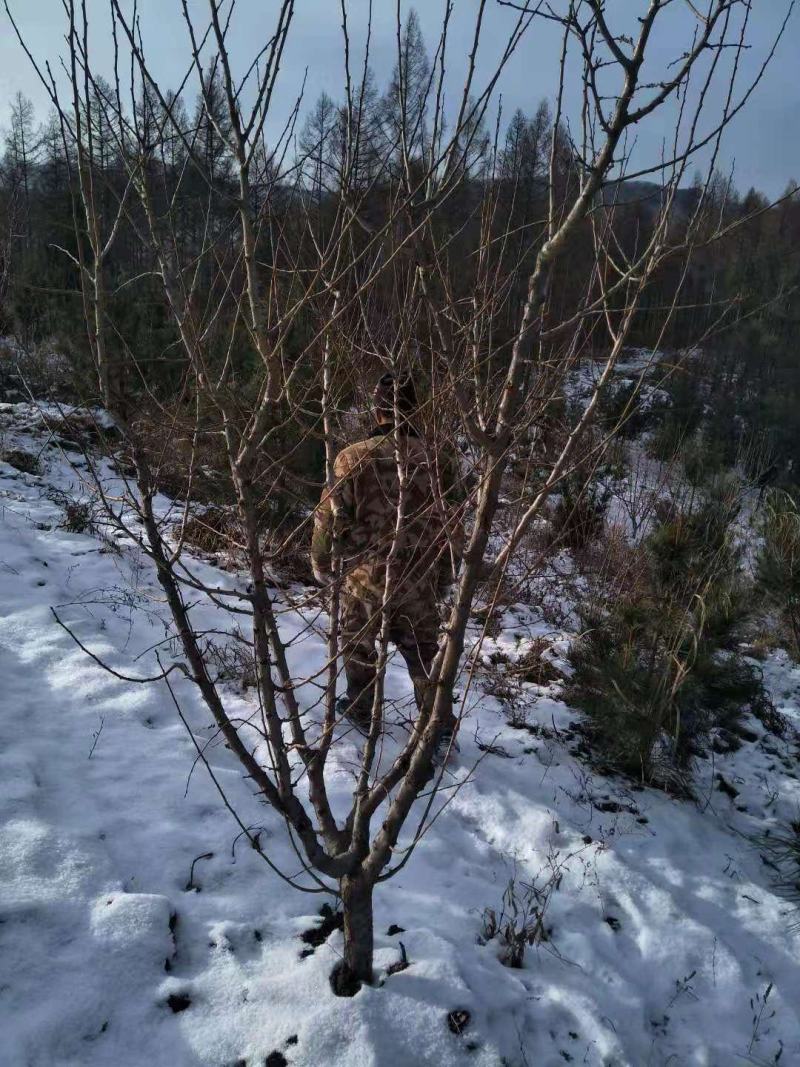 苗木种苗李子树绿化树形好
