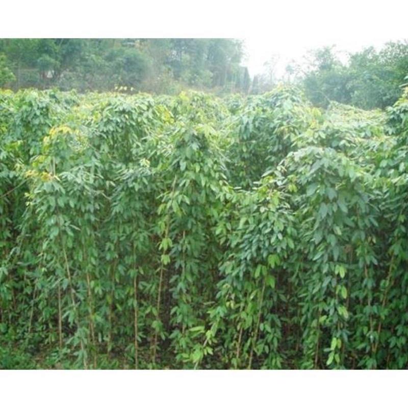 品质种子油麻藤油麻藤种子多年生豆科爬藤植物产地直销
