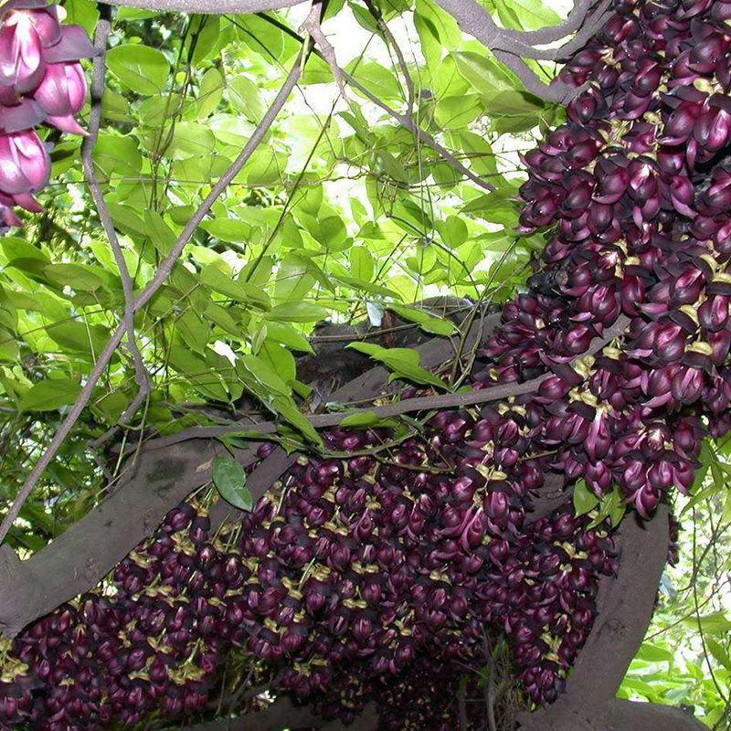 品质种子油麻藤油麻藤种子多年生豆科爬藤植物产地直销