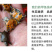 甲鱼苗中华鳖苗小甲鱼活体优质甲鱼苗家养外塘养殖多省包邮