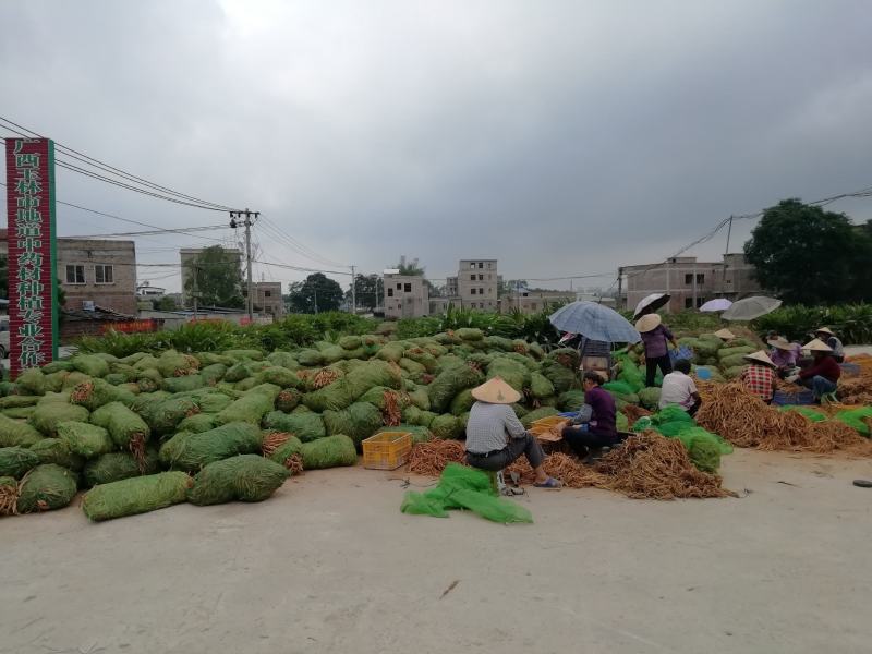 百部苗广西百部苗优质高产基地直供南药园技术回收