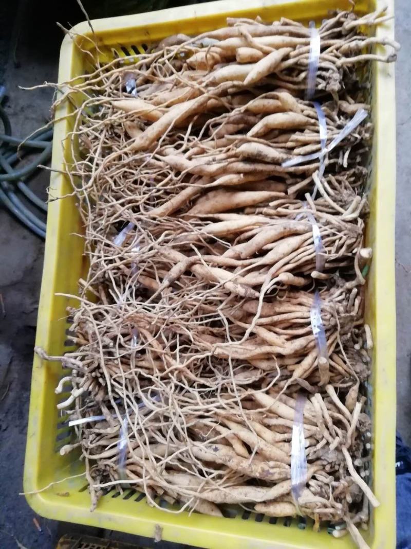 百部苗广西百部苗优质高产基地直供南药园技术回收