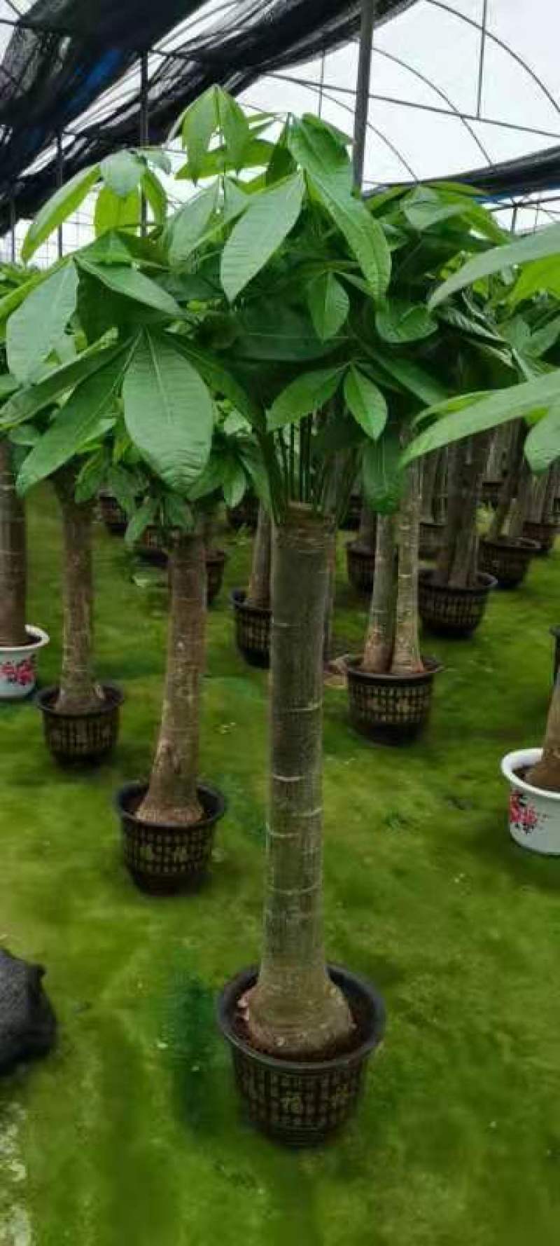 发财树，大量A货，大量大量