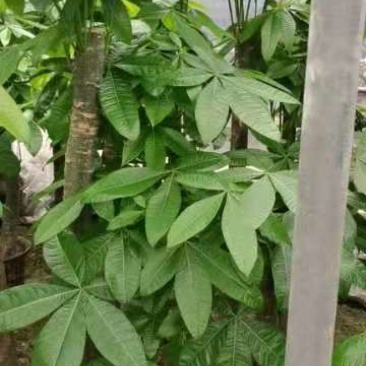 发财树，大量A货，大量大量
