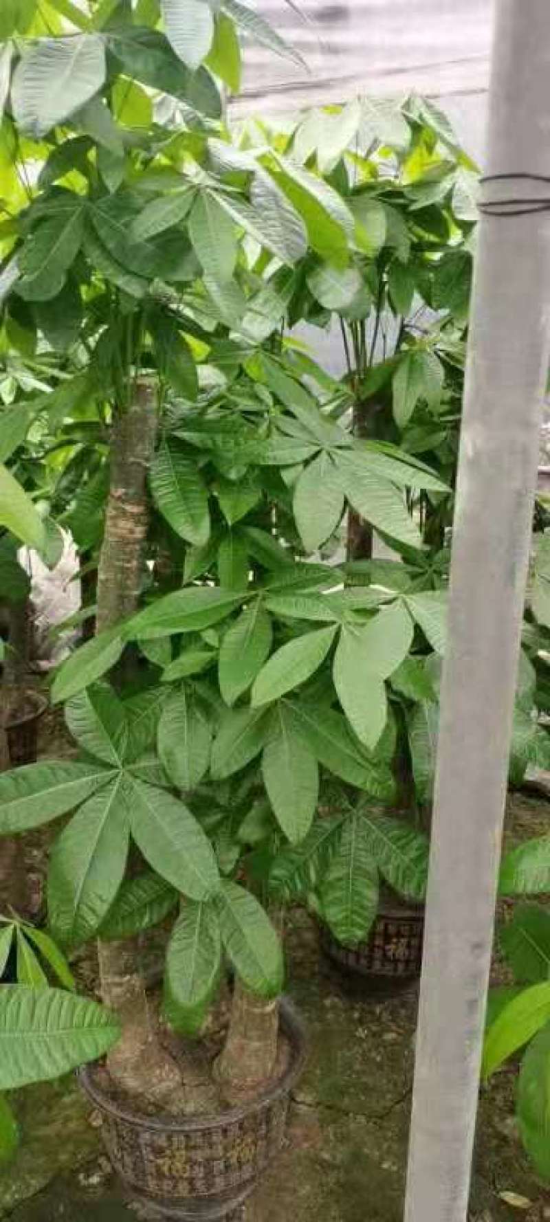 发财树，大量A货，大量大量