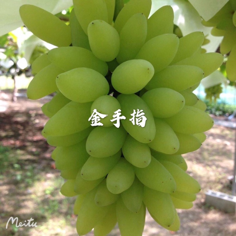 金手指葡萄苗果型奇特糖度高口感好金华葡萄苗基地