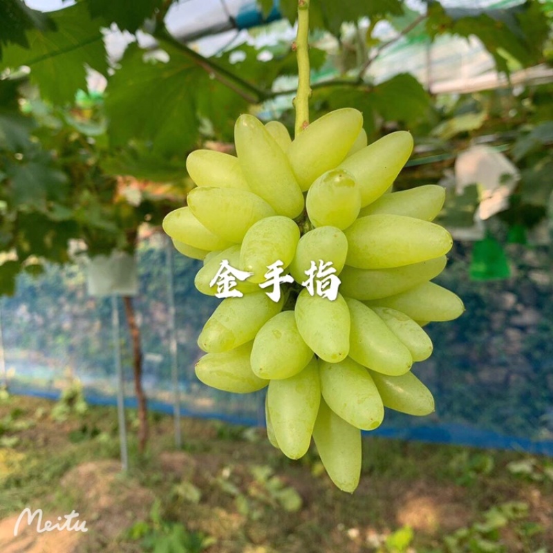 金手指葡萄苗果型奇特糖度高口感好金华葡萄苗基地