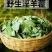 淫羊藿中药材巫山淫羊藿干净无杂泡酒泡茶干货包邮