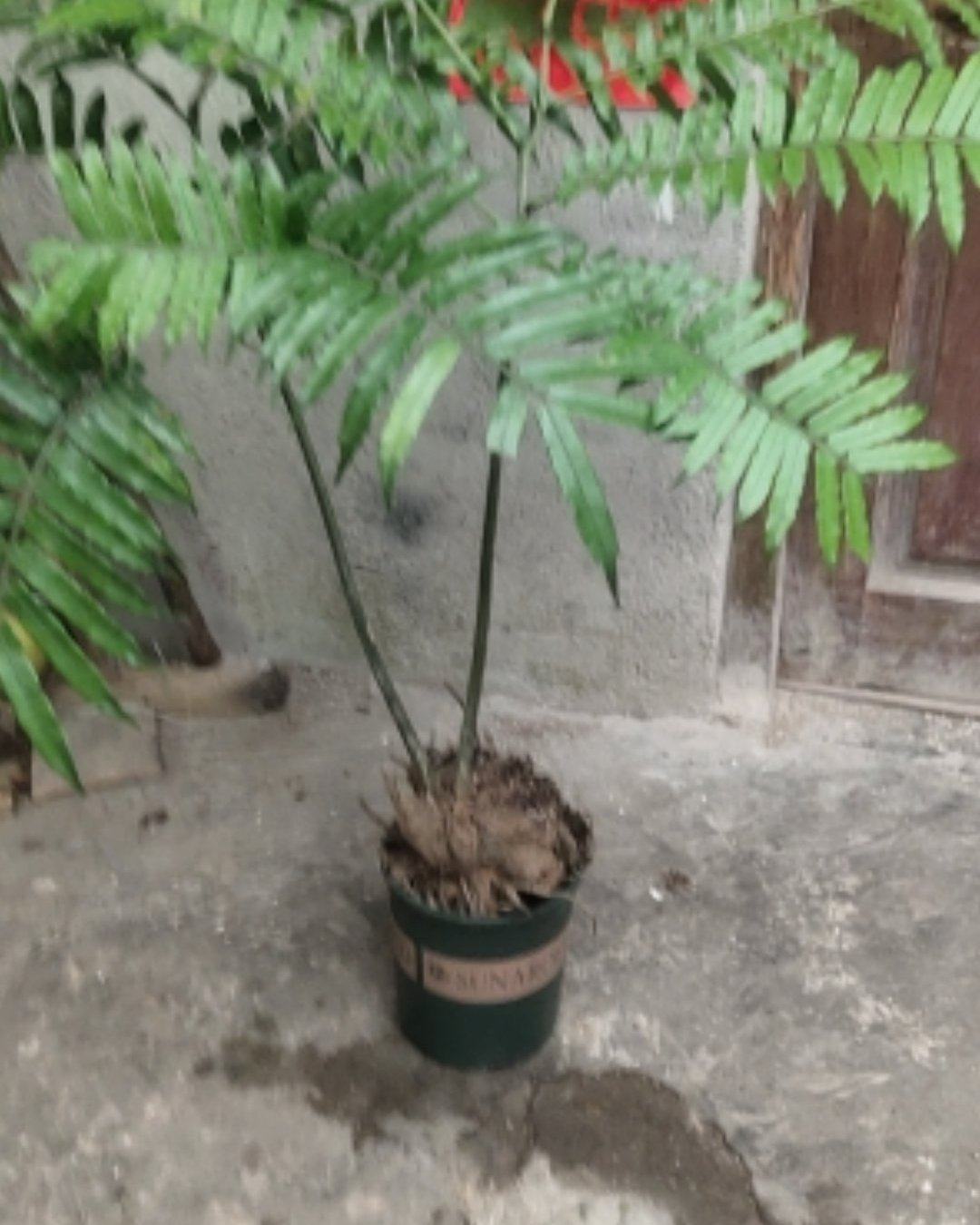 [观音莲座蕨批发]马蹄蕨又叫观音莲,现在用做盆栽,是一种中药材,价格