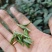 自产自销无农药残留茉莉花茶
