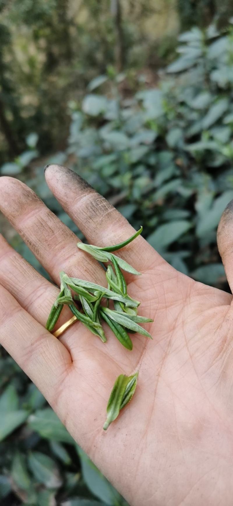 自产自销无农药残留茉莉花茶