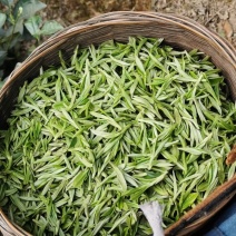 自产自销无农药残留茉莉花茶