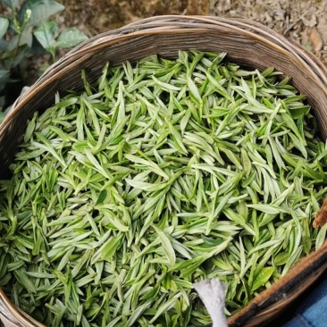 自产自销无农药残留茉莉花茶