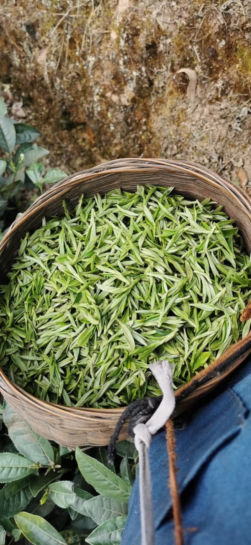 自产自销无农药残留茉莉花茶