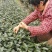 自产自销无农药残留茉莉花茶