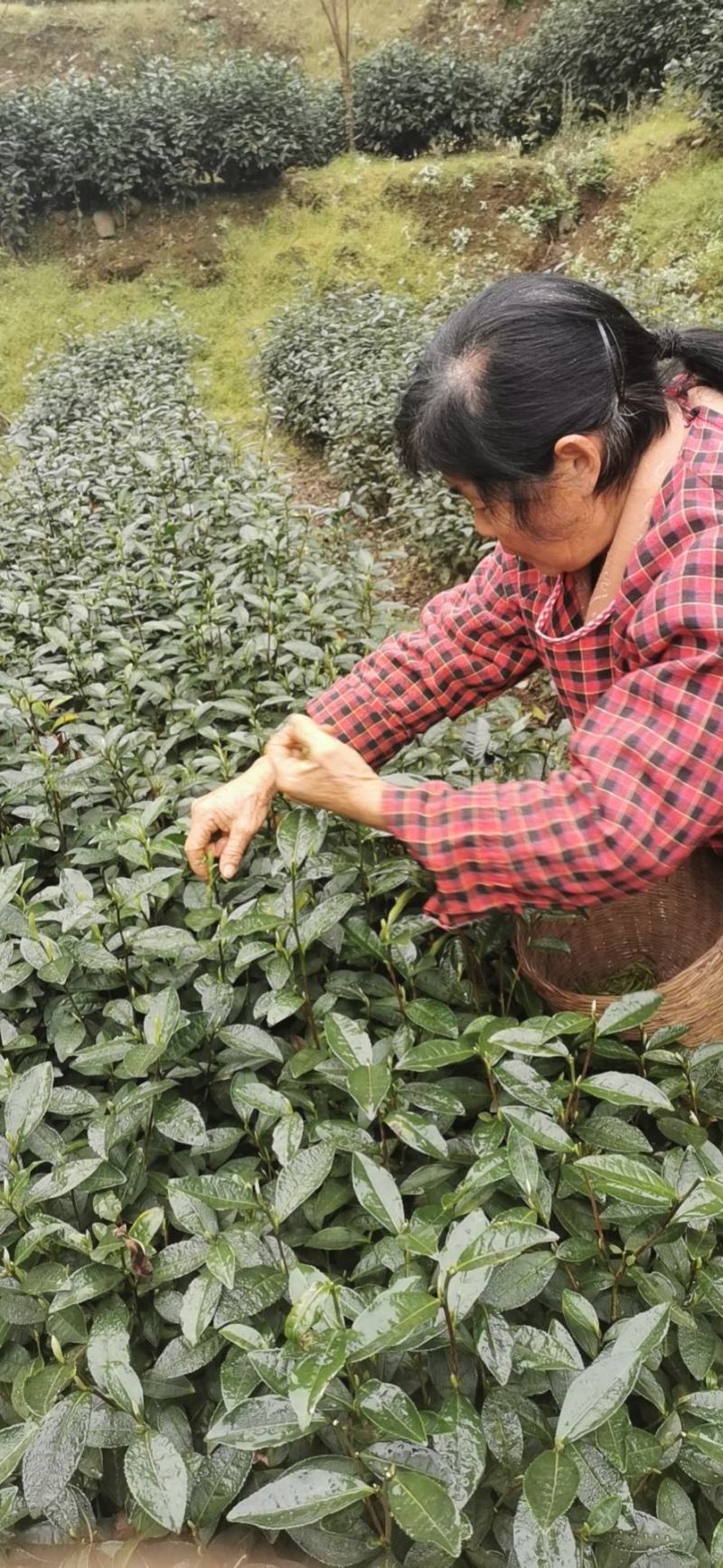 自产自销无农药残留茉莉花茶
