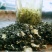 自产自销无农药残留茉莉花茶