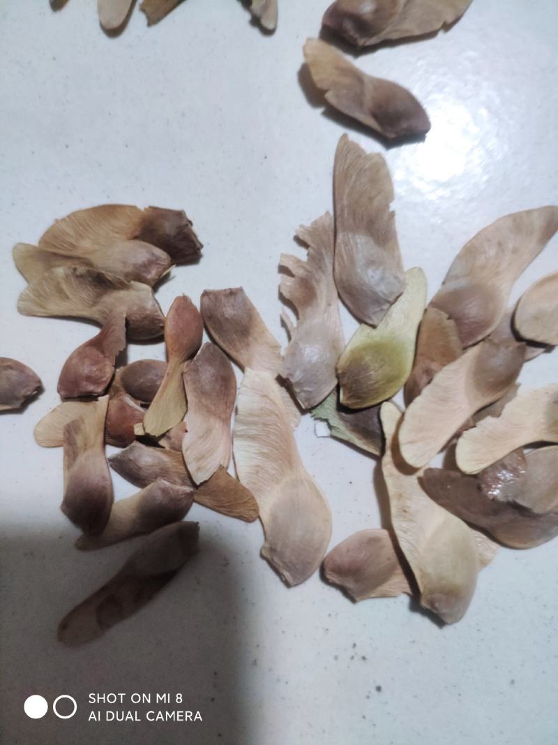新采摘红枫种子，元宝枫种子