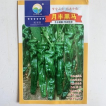 月丰皱皮辣椒种子，一代杂交品种抗病性强高产品种种子