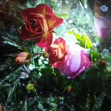 玫瑰花苗大花带花苞花卉观花绿植物盆栽月季蔷薇室内庭院阳台