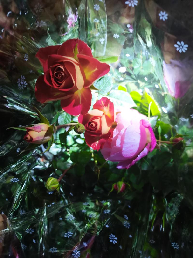 玫瑰花苗大花带花苞花卉观花绿植物盆栽月季蔷薇室内庭院阳台