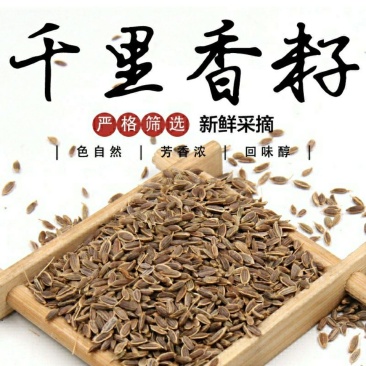 莳萝籽新货特级干货，规格齐全出售，各类香料