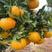 果园采摘·12月份上市新鲜芦柑·自家种植·果肉饱满。