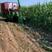 玉米青储机，牧草粉碎机厂家直销全国发货