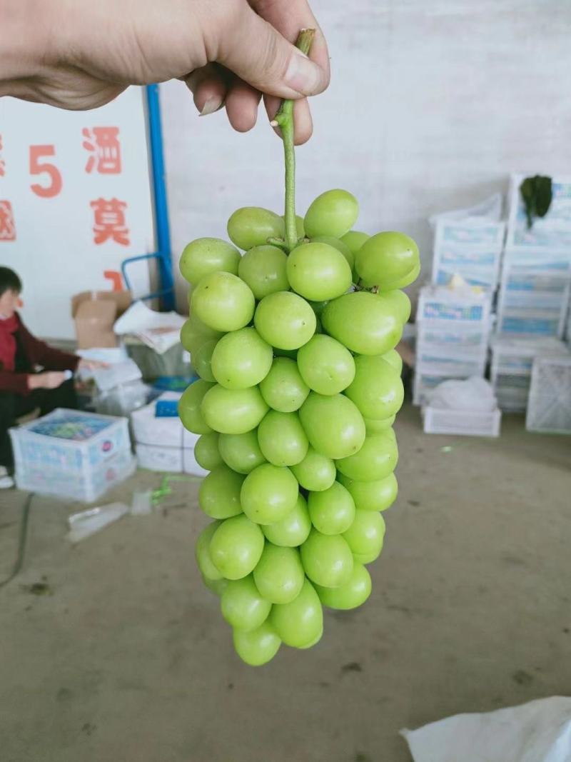 万荣阳光玫瑰葡萄，需要联系，价格合理，可供超市，市场，电