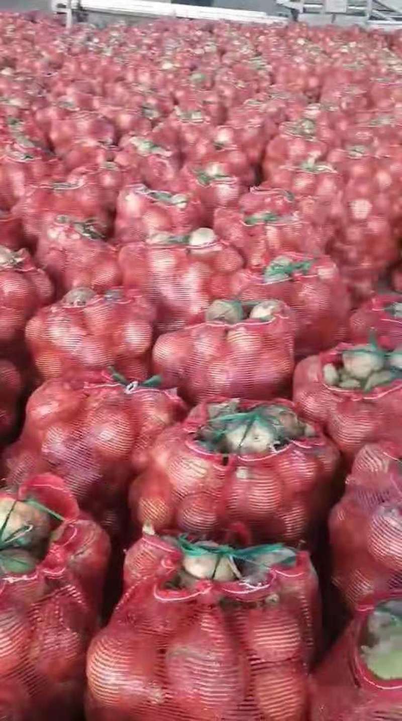 黄皮洋葱-基地直供-货源充足-保证质量。
