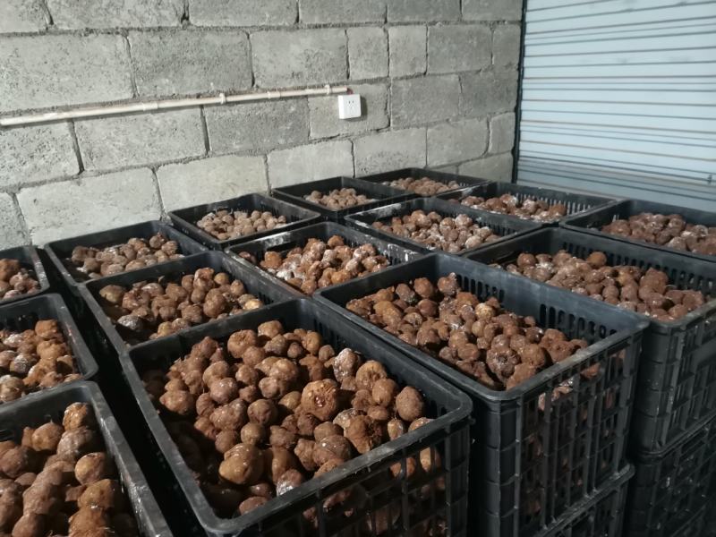 【云南产地发货】魔芋大小品种齐全【包技术】欢迎来电联系
