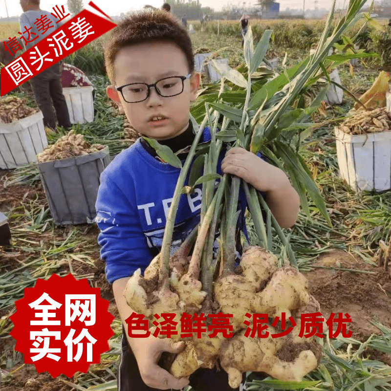 生姜大黄姜河北生姜产地直供货源充足品质保证