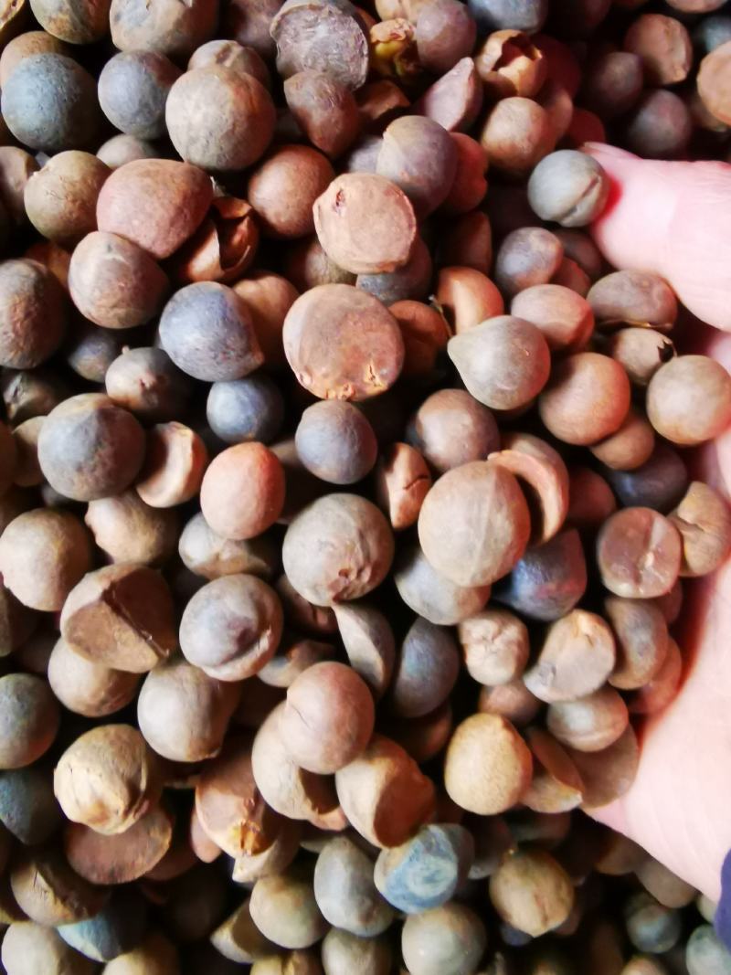 珍珠油茶子烘干仔出售
