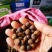 珍珠油茶子烘干仔出售